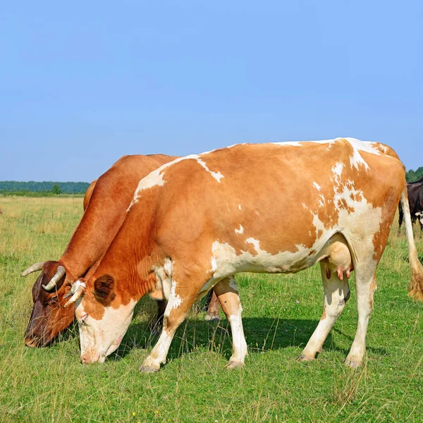 Vaches Sur Pâturage Été Dans Paysage Rural Été — Photo