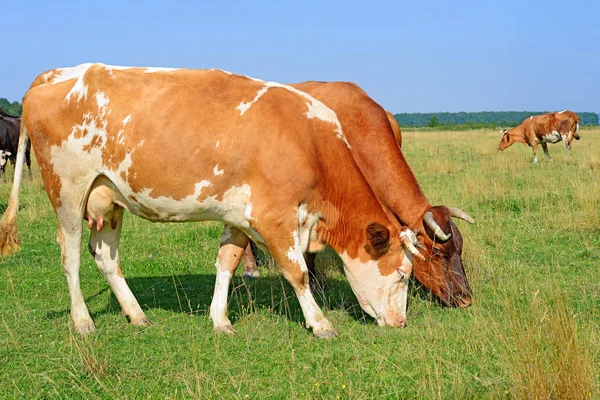 Las Vacas Pasto Verano Paisaje Rural Verano — Foto de Stock