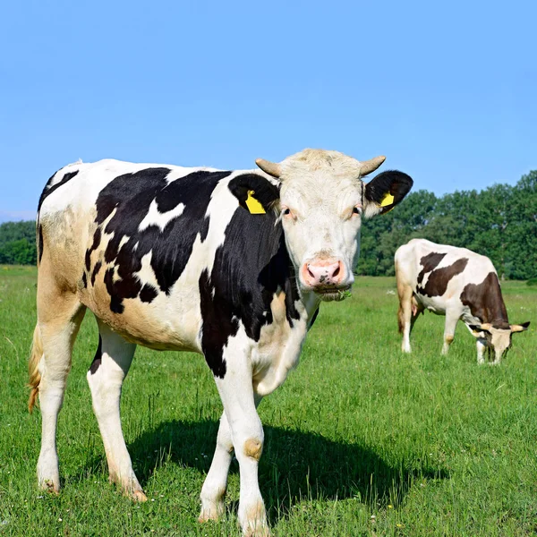 Cows Summer Pasture Sunny Day — Stockfoto