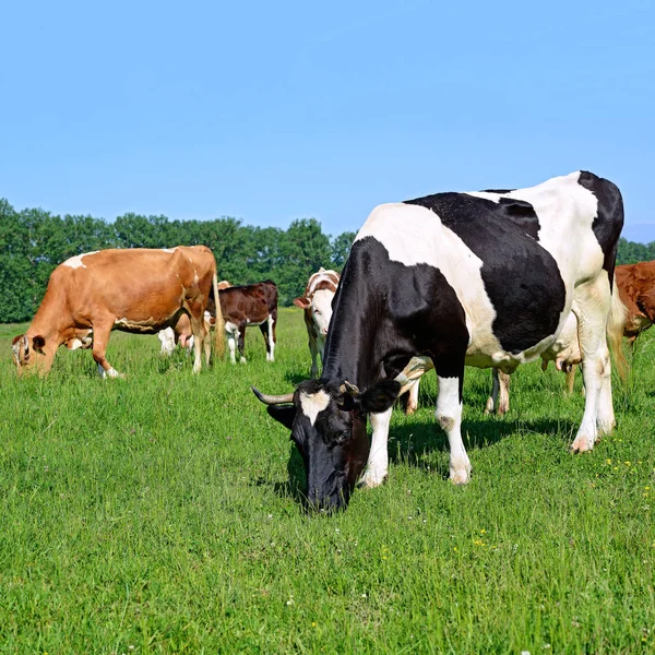 Cows Summer Pasture Sunny Day — Stock Photo, Image