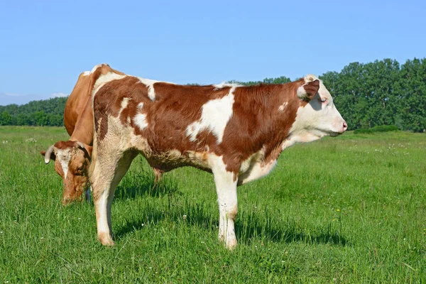 Cows Summer Pasture Summer Rural Landscape — Stock Photo, Image