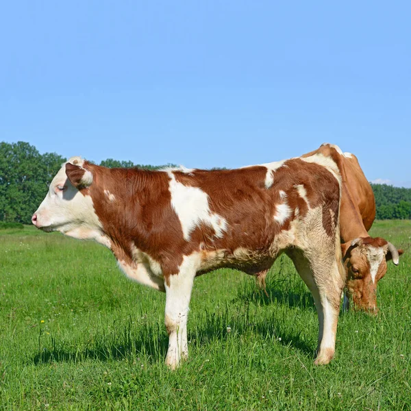 Calf Grazing Summer Pasture – stockfoto
