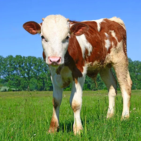 calf grazing on a summer pasture