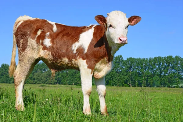 Calf Grazing Summer Pasture — Fotografia de Stock