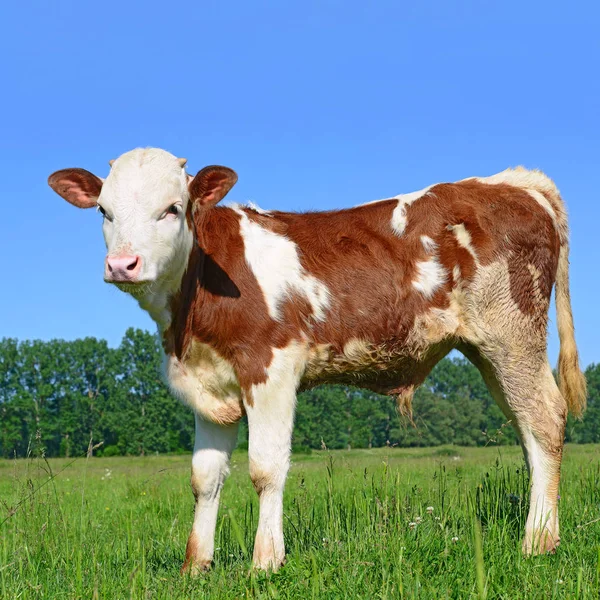 Calf Grazing Summer Pasture — Stockfoto