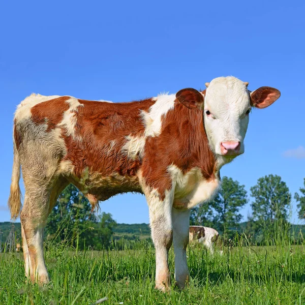 Calf Grazing Summer Pasture — Stock Photo, Image