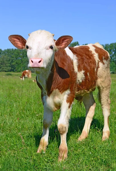 Kalveren Grazen Een Zomerweide — Stockfoto