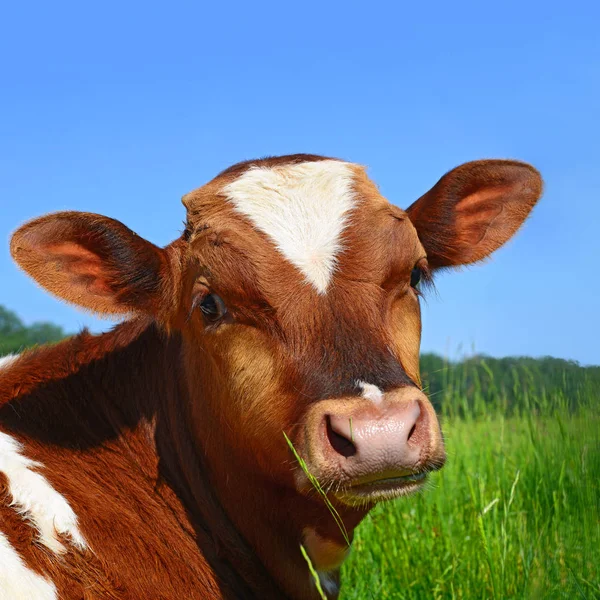 Close Vaca Bonito Prado — Fotografia de Stock