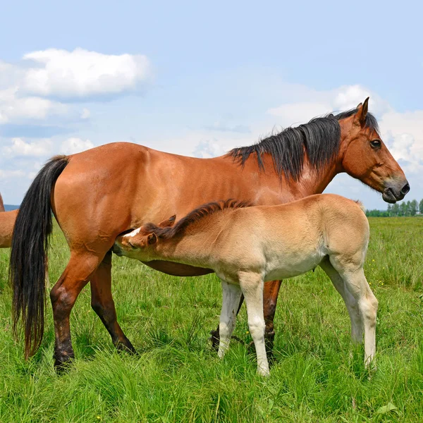 Hästar Sommarberg Betar Landsbygdens Landskap — Stockfoto