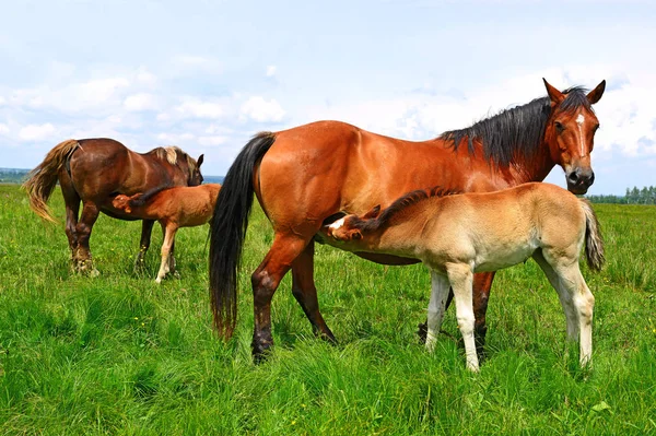 Pferde Auf Einer Sommer Alm Ländlicher Landschaft — Stockfoto