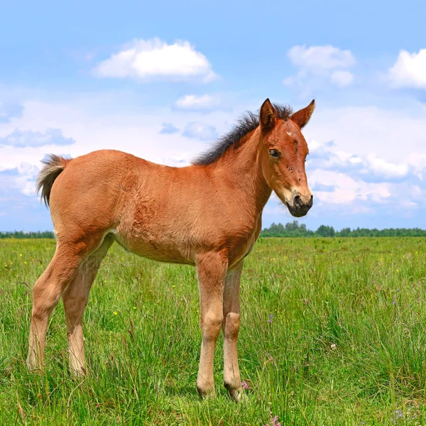 Young Beautiful Foal Rural Countryside — Foto de Stock