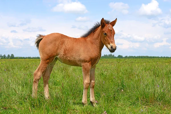 Young Beautiful Foal Rural Countryside — Foto Stock
