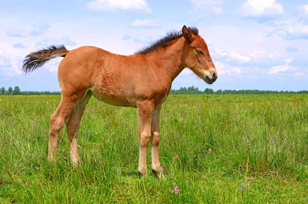 Young Beautiful Foal Rural Countryside —  Fotos de Stock