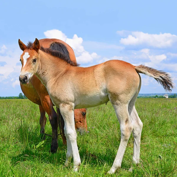 Caballos Pasto Montaña Verano Paisaje Rural —  Fotos de Stock