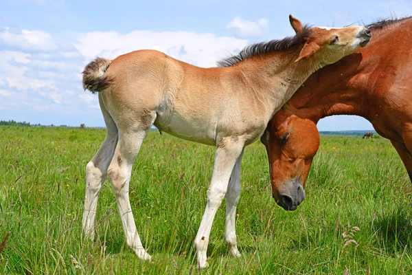 Hästar Sommarberg Betar Landsbygdens Landskap — Stockfoto