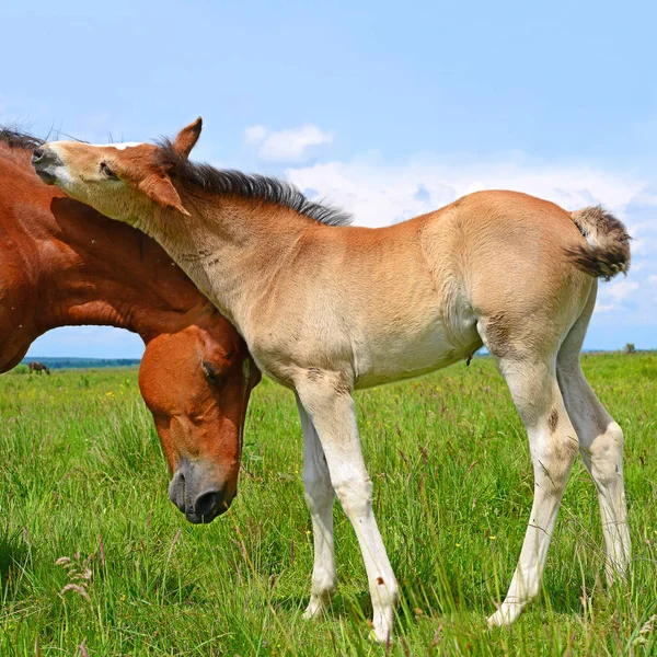 Paarden Een Berg Zomer Grasland Een Landelijke Omgeving — Stockfoto