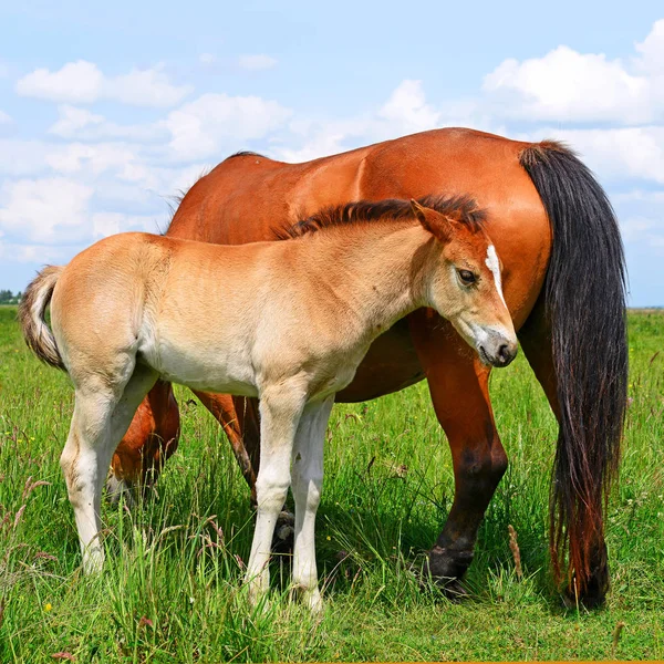 農村景観における牧草地の夏の山の馬 — ストック写真
