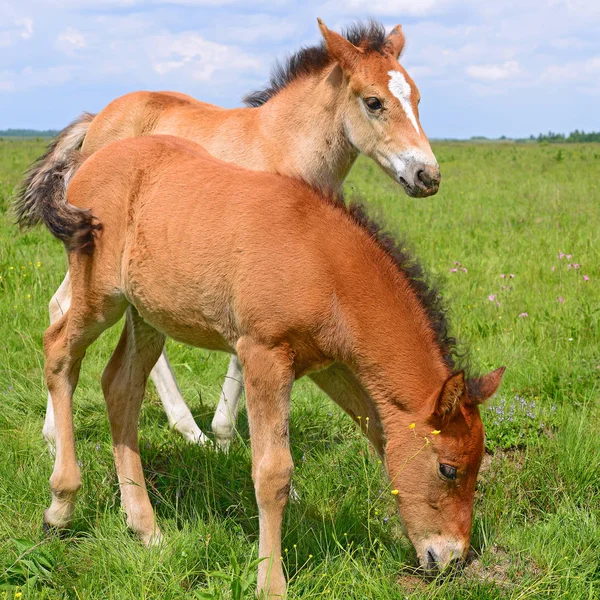 Cavalos Pasto Montanha Verão Uma Paisagem Rural — Fotografia de Stock