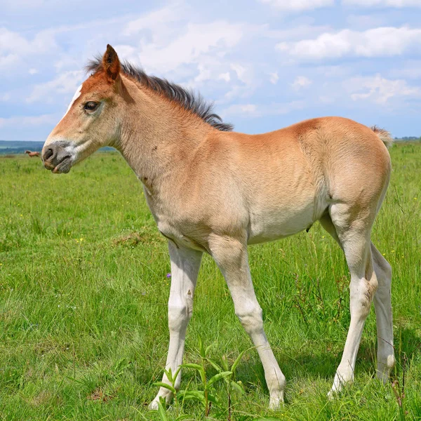 Young Beautiful Foal Rural Countryside — Stock Photo, Image