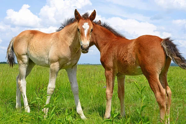 Koně Letní Horské Pastviny Venkovské Krajině — Stock fotografie
