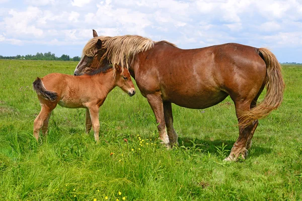 Horses Summer Mountain Pasture Rural Landscape — Stock Photo, Image