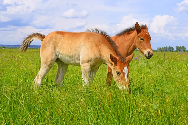 農村景観における牧草地の夏の山の馬 — ストック写真
