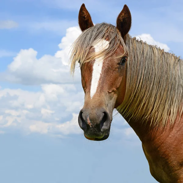 Hoofd Van Een Paard Tegen Blauwe Lucht — Stockfoto