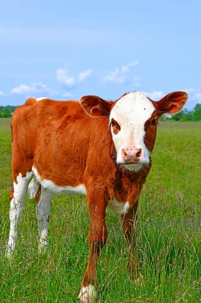 Calf Grazing Summer Pasture — Stock Fotó