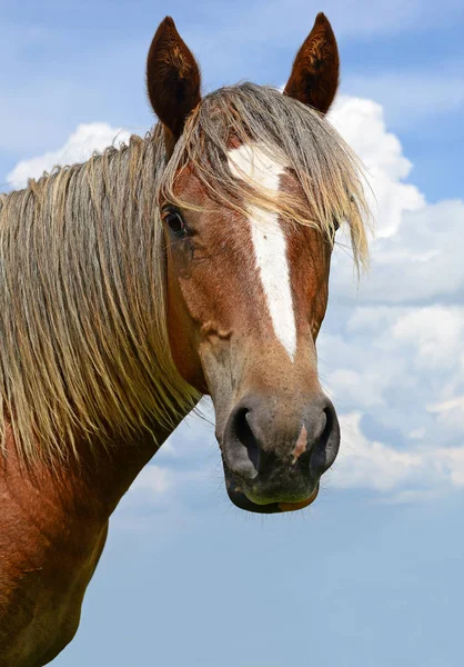 Testa Cavallo Contro Cielo Azzurro — Foto Stock