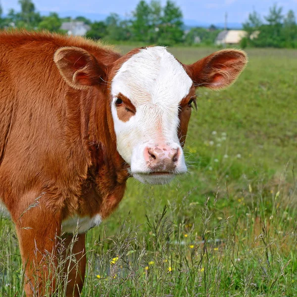 Calf Grazing Summer Pasture — Stok fotoğraf