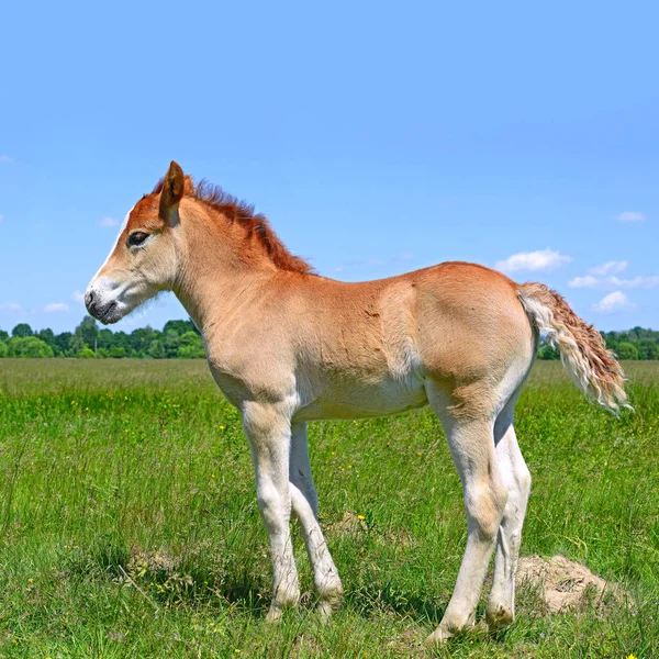 Young Beautiful Foal Rural Countryside — 图库照片