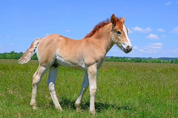 Young Beautiful Foal Rural Countryside — Stockfoto