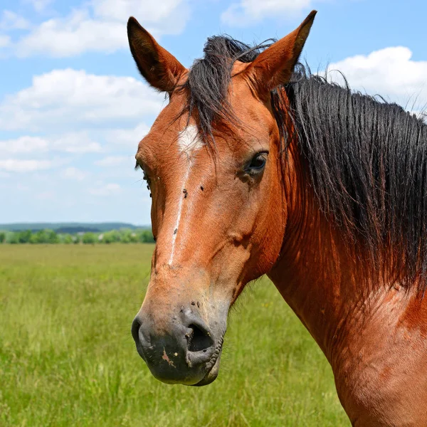 Kůň Letní Pastvině — Stock fotografie