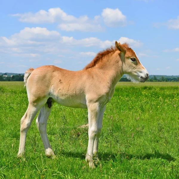 Potro Bonito Jovem Campo Rural — Fotografia de Stock