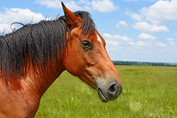 Cheval Sur Pâturage Été — Photo