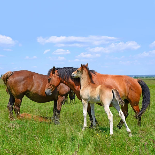 Hästar Sommarberg Betar Landsbygdens Landskap — Stockfoto