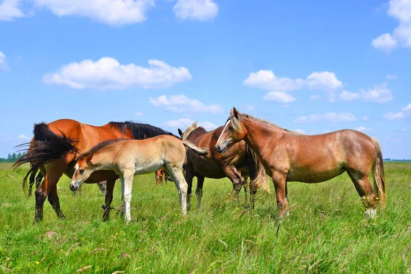 Kuda Padang Rumput Pegunungan Musim Panas Sebuah Lanskap Pedesaan — Stok Foto