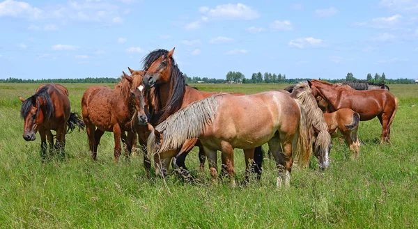 Cavalli Pascolo Estivo Montagna Paesaggio Rurale — Foto Stock