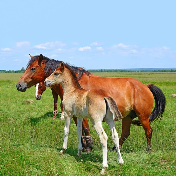 Horses Summer Mountain Pasture Rural Landscape — Stock Photo, Image