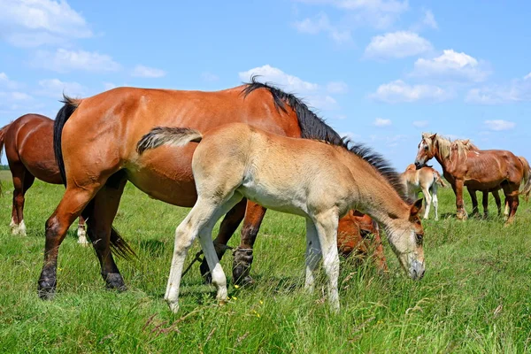 Hästar Sommarberg Betar Landsbygdens Landskap — Stockfoto