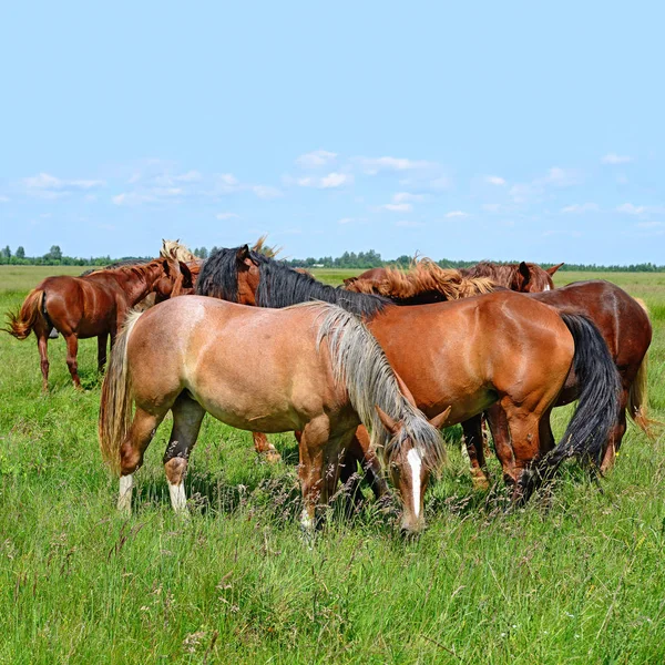 Pferde Auf Einer Sommer Alm Ländlicher Landschaft — Stockfoto