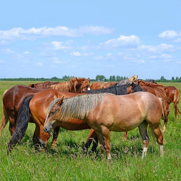 Cavalli Pascolo Estivo Montagna Paesaggio Rurale — Foto Stock