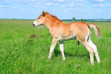 Kırsal kesimde genç ve güzel bir tay