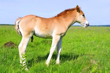 young beautiful foal in a rural countryside