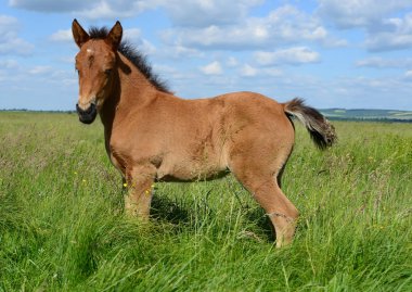 Kırsal kesimde genç ve güzel bir tay