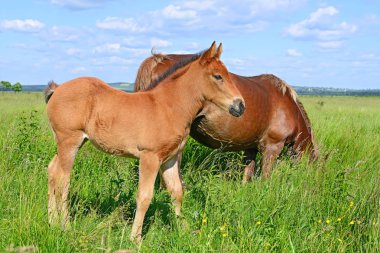 Yaz otlağında bir kısrakla tay