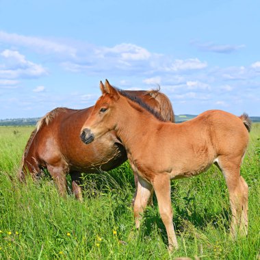 Yaz otlağında bir kısrakla tay
