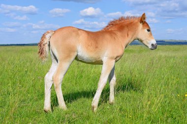 young beautiful foal in a rural countryside
