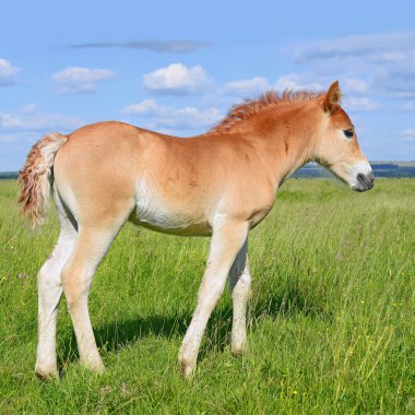 Kırsal kesimde genç ve güzel bir tay