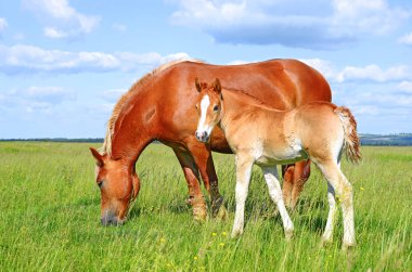 Yaz otlağında bir kısrakla tay
